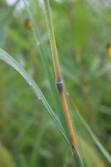 Sorghastrum nutans