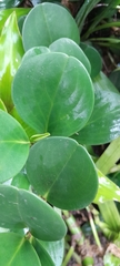 Peperomia obtusifolia