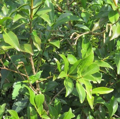 Peddiea africana