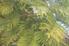 Pentaclethra macroloba