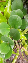 Peperomia obtusifolia