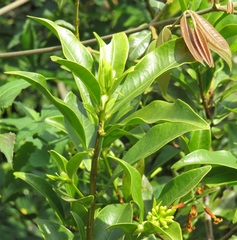 Peddiea africana