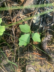 Cardamine nuttallii