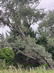 Populus alba