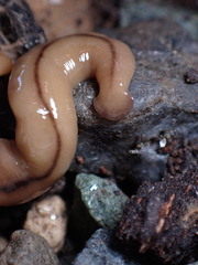 Bipalium adventitium