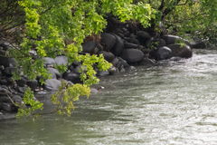 Hymenolaimus malacorhynchos