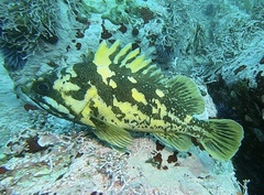 Sebastes chrysomelas