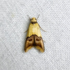 Hemibela oxyptera