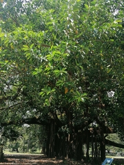 Ficus elastica