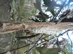 Nerodia fasciata