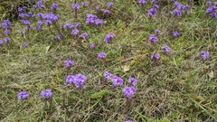 Glandularia aristigera