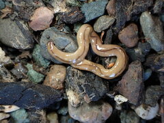 Bipalium adventitium