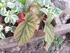 Begonia maculata