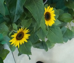 Helianthus annuus