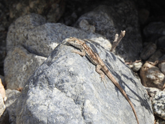 Uta stansburiana elegans