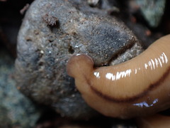 Bipalium adventitium