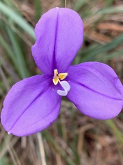 Patersonia occidentalis occidentalis