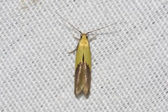 Opogona protodoxa