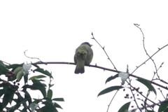 Spizixos semitorques