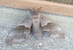 Pachysphinx modesta