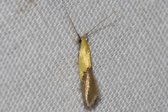 Opogona protodoxa