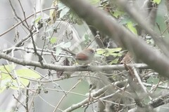 Sinosuthora alphonsiana