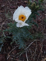 Argemone polyanthemos