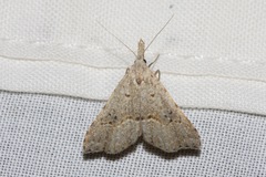 Trigonistis asthenopa