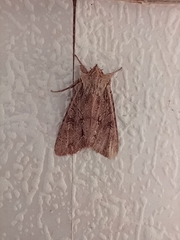 Ichneutica averilla