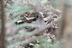 Streptopelia orientalis