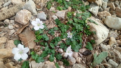 Erodium reichardii