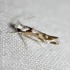Lichenaula laniata