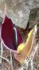 Arum pictum