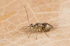 Mesopsocidae
