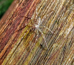Pandercetes