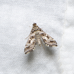 Diasemiopsis ramburialis