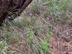 Patersonia occidentalis occidentalis