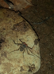 Phrynus operculatus
