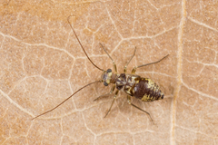 Mesopsocidae