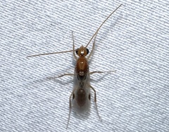 Odontomachus ruginodis