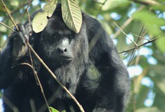 Alouatta pigra