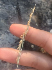 Festuca roemeri