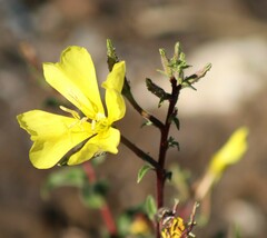 Oenothera elata hookeri