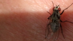 Anthomyia procellaris