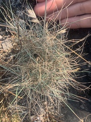 Festuca roemeri