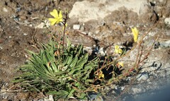 Oenothera elata hookeri
