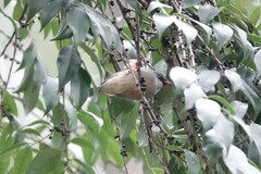 Yuhina nigrimenta