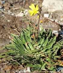Oenothera elata hookeri