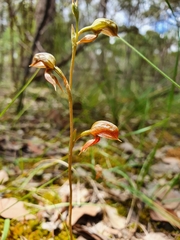 Pterostylis squamata