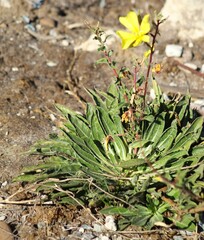 Oenothera elata hookeri